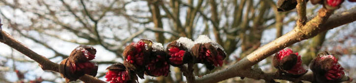 Blütenknospen des Eisenholzbaumes