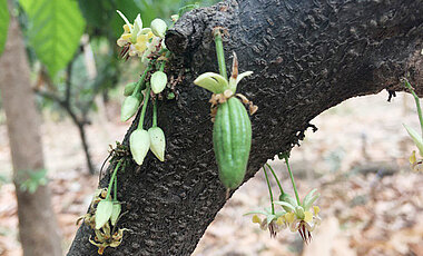 A small cacao fruit, recently developed after the flower had been pollinated. Without flying insect having access to flowers, almost no fruit set takes place. 