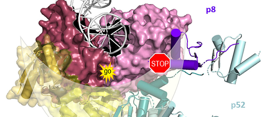 Die beiden enzymatisch aktiven Bereiche von XPB (rosa/rot) werden halbmondförmig von p52/p8 (türkis/lila) umschlossen. Dies aktiviert das Enzym und schränkt es gleichzeitig in seiner Beweglichkeit ein, bremst also auch die Aktivität.