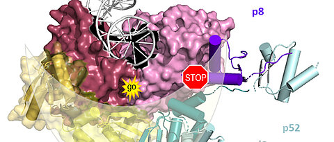 Die beiden enzymatisch aktiven Bereiche von XPB (rosa/rot) werden halbmondförmig von p52/p8 (türkis/lila) umschlossen. Dies aktiviert das Enzym und schränkt es gleichzeitig in seiner Beweglichkeit ein, bremst also auch die Aktivität.