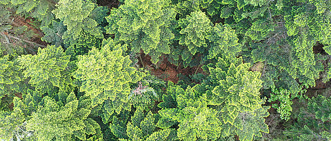 Radar can be used to survey the diversity of species in forests. The picture shows a complex mixed mountain forest.