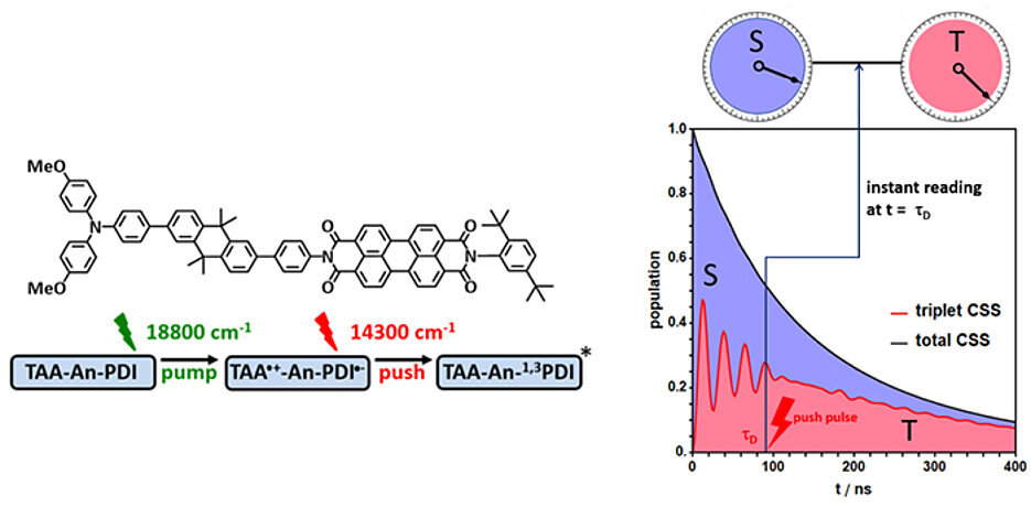 Prinzip-Skizze des Experiments. Das ladungsgetrennte Radikalpaar (CSS-RP, schwarze Kurve) zerfällt in zirka 1000 Nanosekunden durch Rekombination der Elektronen zu Singulett- bzw. Triplett-Produkt. Der dynamische Wechsel des CSS-Radikalpaars zwischen Singulett (S) und Triplett (T) wird dabei nur im Mittel über die Gesamtreaktionszeit erfasst. Durch die Push-Pull Technik können Singulett- und Triplett-Charakter des CSS-Radikalpaares zu jedem Zeitpunkt ausgelesen werden.