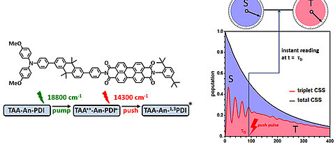 Principle sketch of the experiment. The charge-separated radical pair (CSS-RP, black curve) decays in about 1000 nanoseconds by recombination of the electrons to singlet or triplet product. The dynamic change of the CSS radical pair between singlet (S) and triplet (T) is only recorded on average over the total reaction time. Using the push-pull technique, the singlet and triplet character of the CSS radical pair can be read out at any time.