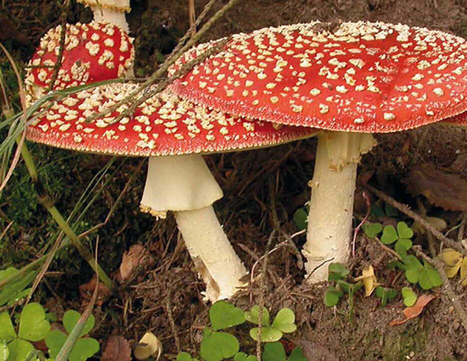 Giftige und andere Pilze gibt es bei der großen Pilzausstellung im Botanischen Garten zu sehen. (Foto: Botanischer Garten)