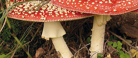 Giftige und andere Pilze gibt es bei der großen Pilzausstellung im Botanischen Garten zu sehen. (Foto: Botanischer Garten)
