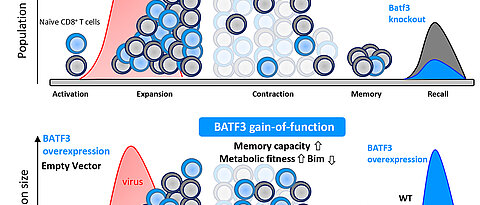 Schematische Darstellung der Funktion von BATF3. In der oberen Hälfte sind die physiologische Funktion und die Konsequenzen zu sehen, wenn dieser Faktor fehlt (knockout). Die untere Hälfte zeigt die Konsequenzen bei einer unnatürlich vermehrten Expression mit der daraus resultierenden therapeutischen Anwendbarkeit.