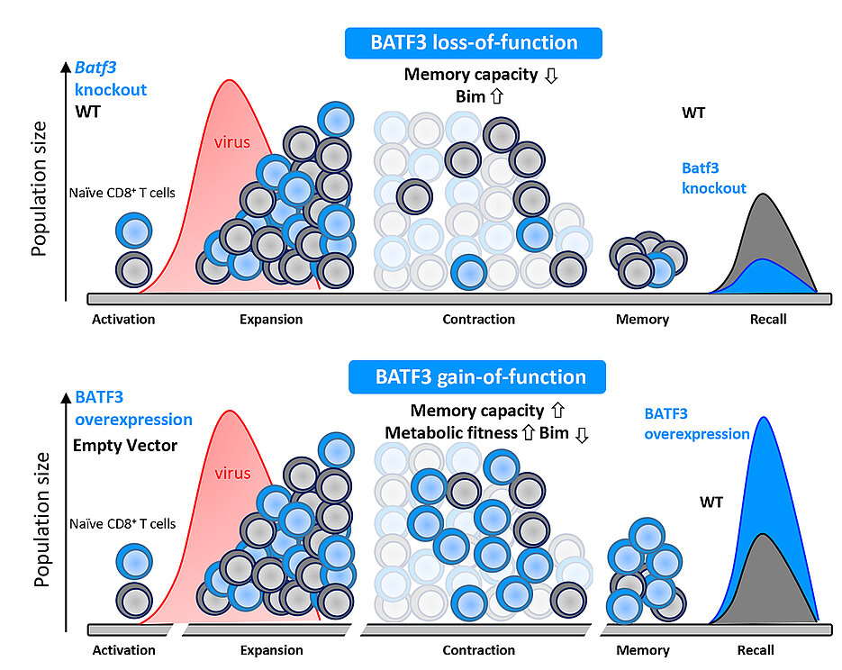 Schematische Darstellung der Funktion von BATF3. In der oberen Hälfte sind die physiologische Funktion und die Konsequenzen zu sehen, wenn dieser Faktor fehlt (knockout). Die untere Hälfte zeigt die Konsequenzen bei einer unnatürlich vermehrten Expression mit der daraus resultierenden therapeutischen Anwendbarkeit.