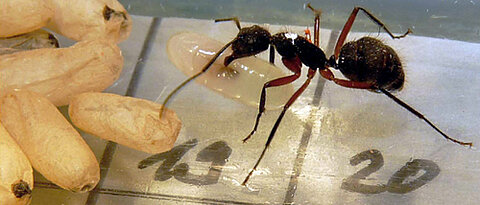 Eine Ameise der Art Camponotus rufipes bei der Brutpflege: Sie hat sich eine Puppe geschnappt und bringt sie an einen Ort, an dem die Temperatur für das Gedeihen der Brut besser ist. Foto: Christoph Kleineidam