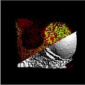 Picture of a Light Sheet Fluorescence Microscopy (LSFM): Reconstruction of a femur bone (overview); megakaryocytes (green) embedded into a dense vessel network (red) and the bone (grey). Photo: Heinze Group