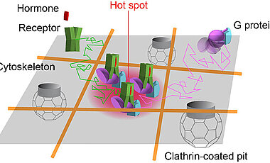 Hotspot, an dem Rezeptoren und  G-Proteine zusammen kommen.