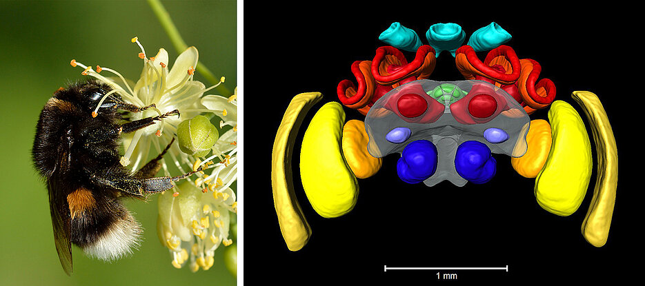 Eine Erdhummel und ein 3D-Modell des Hummelgehirns, basierend auf Mikro-CT. Die blauen Gebiete symbolisieren die primären Riechzentren. Die gelb/orangen Regionen verarbeiten Sehinformationen der Komplexaugen, die türkis gefärbten Sehinformationen aus den Punktaugen (Ocellen). In rot/orange dargestellt sind die für das Lernen wichtigen Pilzkörper. Der innere Kompass der Insekten, der Zentralkomplex, ist grün.