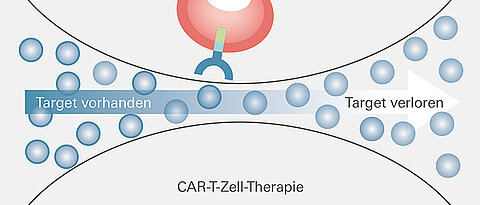 Die Myelom-Zellen mit BCMA-Expression (Target, blauer Ring) werden durch die CAR-T-Zell-Therapie vernichtet. Die zunächst vereinzelten Myelom-Zellen ohne BCMA-Expression (ohne Ring) bleiben unangetastet. Nach der Therapie können sie sich massenhaft vermehren.
