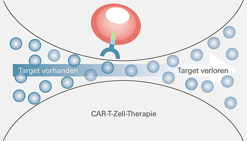 Die Myelom-Zellen mit BCMA-Expression (Target, blauer Ring) werden durch die CAR-T-Zell-Therapie vernichtet. Die zunächst vereinzelten Myelom-Zellen ohne BCMA-Expression (ohne Ring) bleiben unangetastet. Nach der Therapie können sie sich massenhaft vermehren.