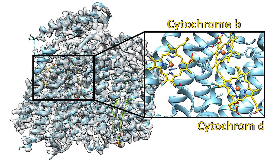 Bild zeigt die Struktur der Cytochrom-bd-Oxidase