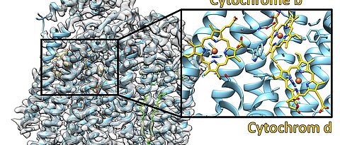 Bild zeigt die Struktur der Cytochrom-bd-Oxidase