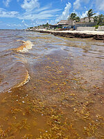 Sargassum-Algen färben das Meerwasser braun.