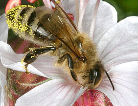 Die Blüte muss die passende Farbe haben, wenn sie Bienen anlocken soll. (Foto: Helga R. Heilmann, Hobos)