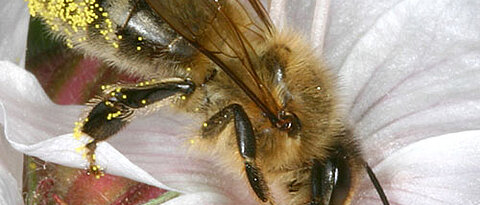 Die Blüte muss die passende Farbe haben, wenn sie Bienen anlocken soll. (Foto: Helga R. Heilmann, Hobos)