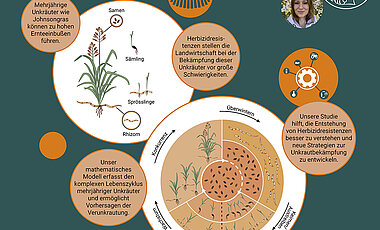 Zusammenfassung der Studie. Die Illustration rechts stellt die Lebensstadien des Unkrautes Johnsongras mit der Verwendung von Herbiziden zu dessen Bekämpfung vor.