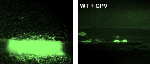 Treatment with soluble GPV prevents the formation of a vessel-occluding thrombus in an experimental mouse model of thrombosis formation (right). On the left, a vessel-occluding thrombus of an untreated mouse is shown.