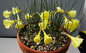 Narcissus romieuxii