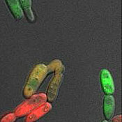 Zwei mit Fluoreszenz markierte Zellen des Pilzes Candida albicans paaren sich. Zunächst entstehen Auswüchse, über die sie miteinander verschmelzen. Ersichtlich durch das Vermischen der roten und grünen Farbe. 
