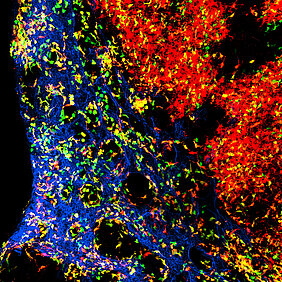 The figure shows the complex organization of dendritic cells in the lymph node. Blood vessels are shown in blue. The cells in green are young dendritic cells whereas the dendritic cells in red are a few days older and have already migrated. The dendritic cells in orange are intermediate in age.