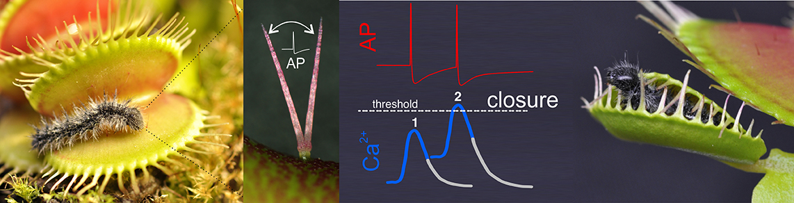 The Venus Flytrap, a Plant That Can Count - The New York Times