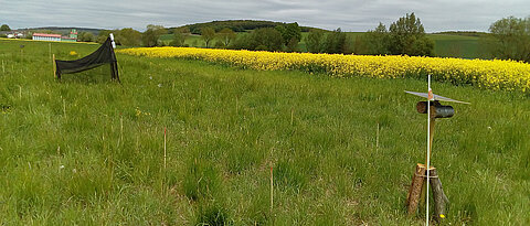 Intensively farmed experimental plot in a warm climate with a Malaise trap (in the background) for recording flying insects and a wild bee nesting trap (in the foreground) for recording plant-pollinator-parasite networks. The pieces of wood at the base of the nesting aid are used to determine the decomposition rate of wood.